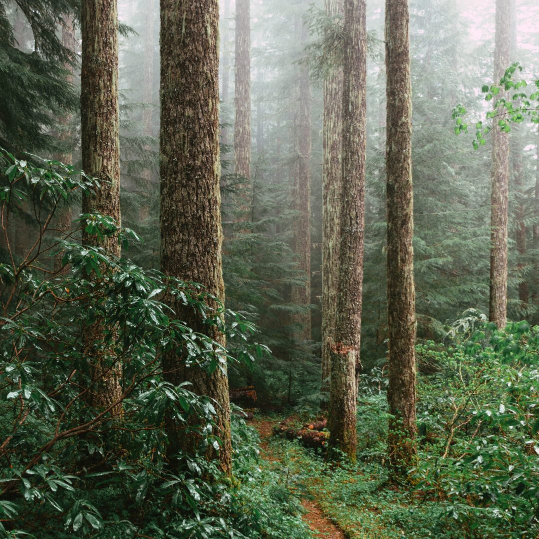 A vertical shot of footpath along with trees and plants in a forest